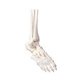 Didaktiline inimese skeleti mudel