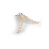 Rinnaku anatoomia