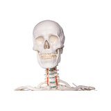 Didaktiline inimese skeleti mudel