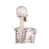 Skeletimudel lihasmärkide ja sidemetega