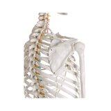 Didaktiline inimese skeleti mudel