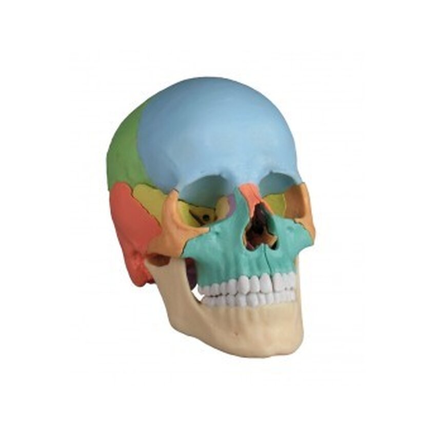 Osteopaatiline kolju mudel, 22 osa, didaktiline versioon