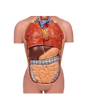 Miniatuurne torso, 16-osaline, kahesooline