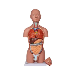 Miniatuurne torso, 16-osaline, kahesooline