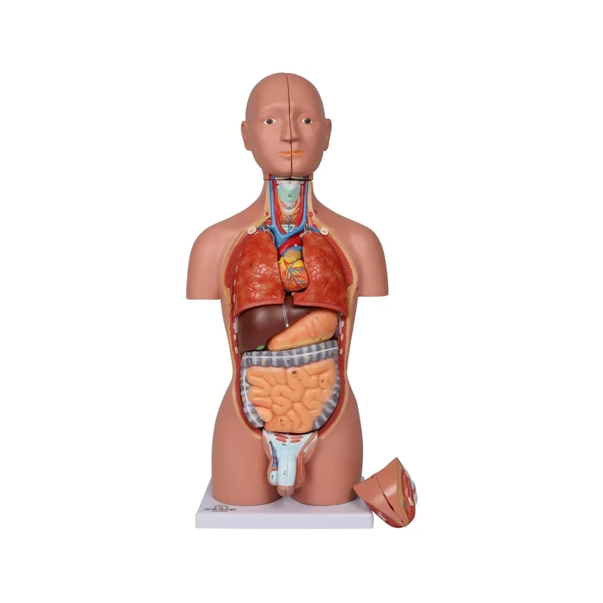 Miniatuurne torso, 16-osaline, kahesooline