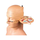 Ketta torso elusuuruses