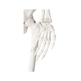 85 cm pikkune detailne skelettmudel