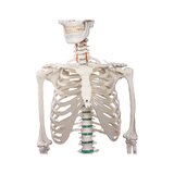 Didaktiline inimese skeleti mudel
