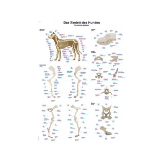 Koera skelett – anatoomiline plakat 70x100 cm