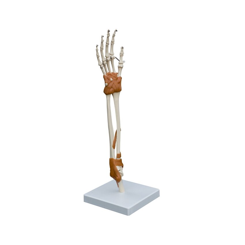 Anatoomiline mudel - käe- ja küünarliiges