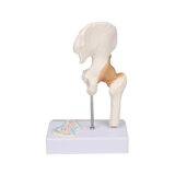 Miniatuurne puusaliiges ristlõikega