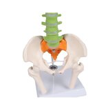 Miniatuurne selg, didaktiline