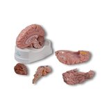 Anatoomiline aju mudel, elusuuruses, 5 osa