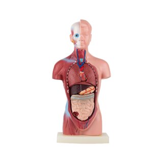Mini torso 15 osast
