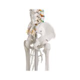 Didaktiline inimese skeleti mudel