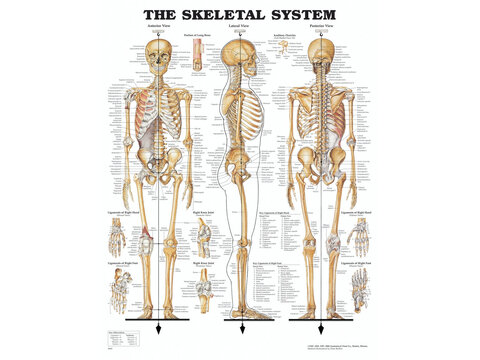Skeletiplakatid