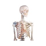 Skeletimudel lihasmärkide ja sidemetega
