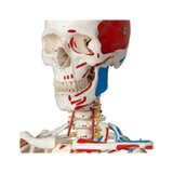 Skelettimudel liikuva selgroo, seljaajunärvide, sidemete jne.
