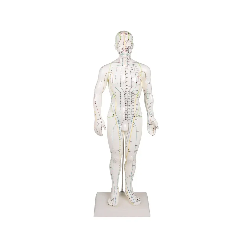 Hiina nõelravifiguur, mees