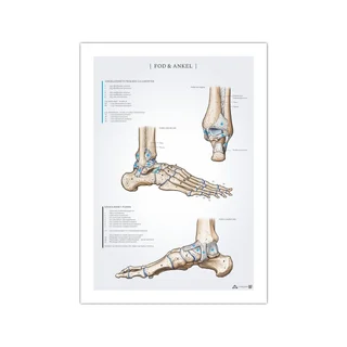 Jala ja pahkluu anatoomia poster 50x70mm