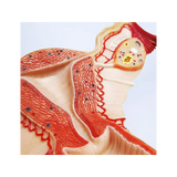 Naise suguelundite anatoomiline mudel