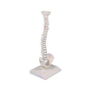 Lülisamba miniatuurne selgroog