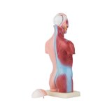 Mini torso 15 osast