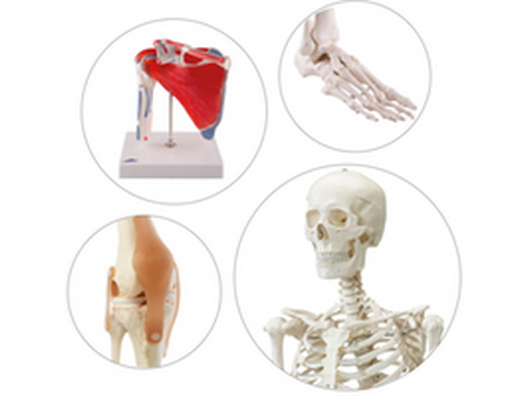 Lihas-skeleti süsteem