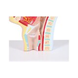Suu ja kurgu anatoomiline mudel