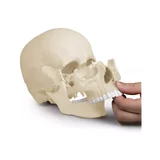 Osteopaatiline kolju mudel, 22 osa, anatoomiline versioon