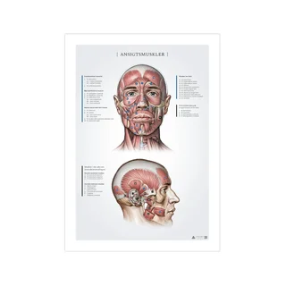 Näolihased, anatoomiaandmed 50x70mm