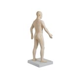 70 cm pikkune akupunktuurimudel professionaalseks kasutamiseks