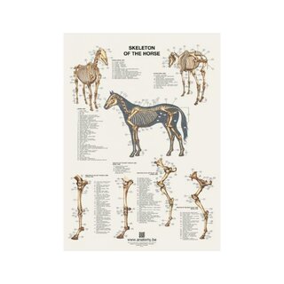 Hobuse skeleti poster 60x80 cm
