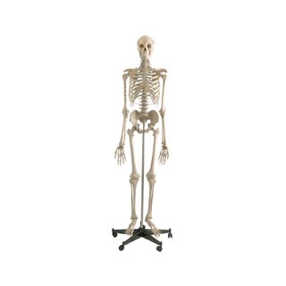 Anatoomiliselt täiuslik skeletimudel - Premium