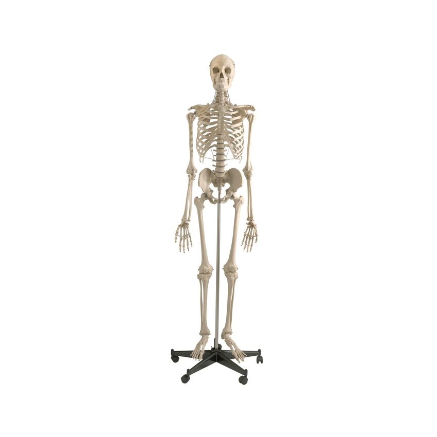 Anatoomiliselt täiuslik skeletimudel - Premium