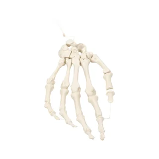 Käe skelett nailonist