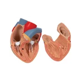 7-osaline kopsumudel