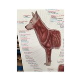 Koera lihaskond 70x100 cm plakat