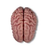 Anatoomiline aju mudel, elusuuruses, 5 osa