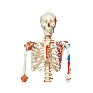 Skelettimudel liikuva selgroo, seljaajunärvide, sidemete jne.