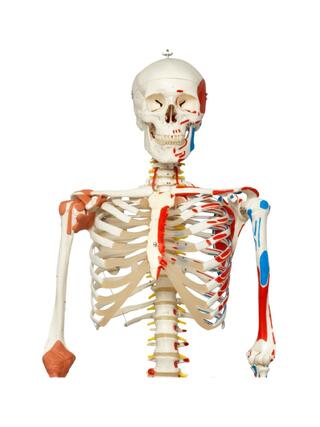 Skelettimudel liikuva selgroo, seljaajunärvide, sidemete jne.