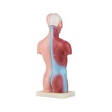 Mini torso 15 osast