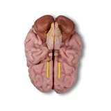 Anatoomiline aju mudel, elusuuruses, 5 osa