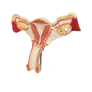 Naise suguelundite anatoomiline mudel