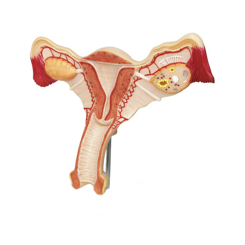 Naise suguelundite anatoomiline mudel