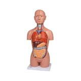 Miniatuurne torso, 16-osaline, kahesooline