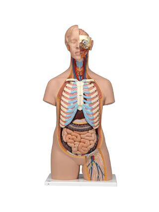 Detailne sootu torso mudel 15 eemaldatava osaga (detailne aju ja avatud selg)