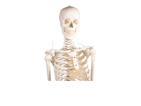 Skeleti mudelid