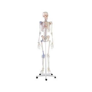 Skeletimudel lihasmärkide ja sidemetega