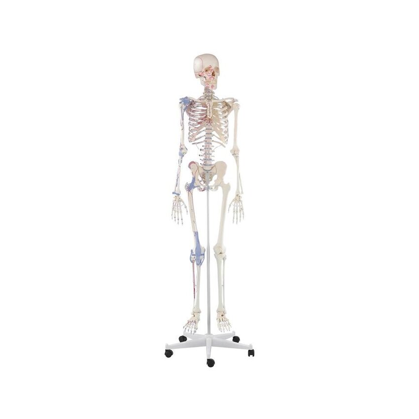 Skeletimudel lihasmärkide ja sidemetega